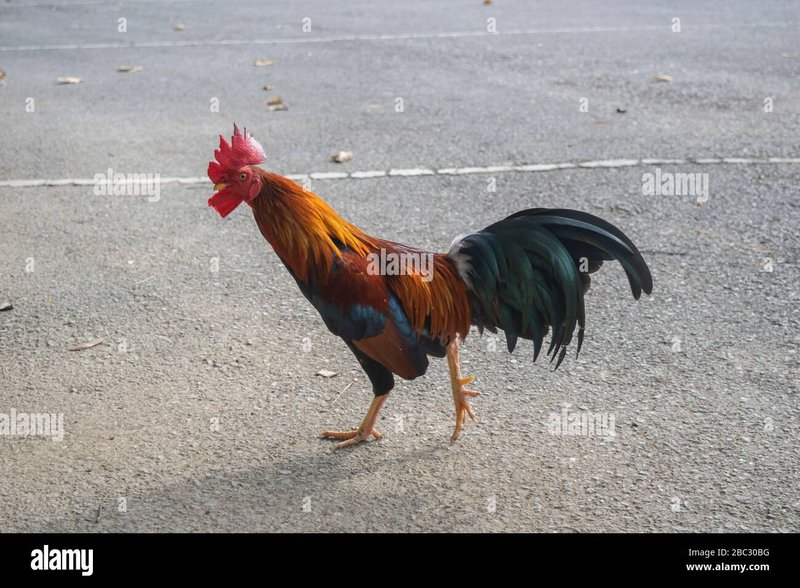 Speel het populaire Chicken Road gokspel nu online in Nederland - overview